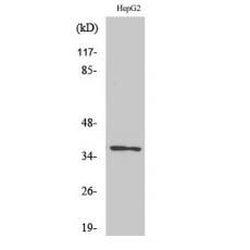 Anti-Olfactory receptor 10G7 antibody