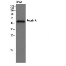 Anti-Pepsin A antibody