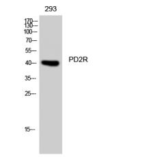 Anti-PD2R antibody