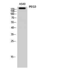 Anti-PEG3 antibody