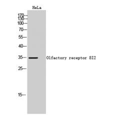 Anti-Olfactory receptor 8I2 antibody