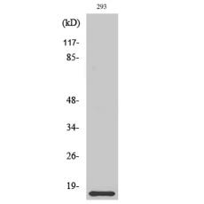 Anti-ORAOV1 antibody