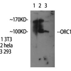 Anti-ORC1 antibody