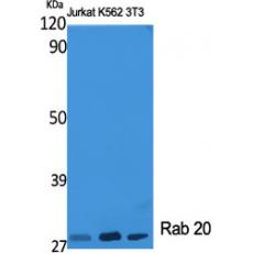 Anti-Rab 20 antibody