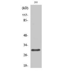 Anti-Rab 34 antibody