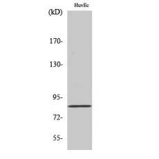 Anti-Photomedin-2 antibody