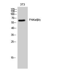 Anti-PAKα/β/γ antibody