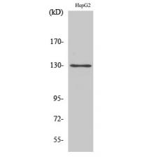 Anti-p130 Cas antibody