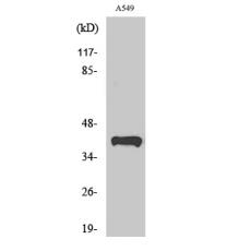 Anti-Peroxin 14 antibody