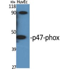 Anti-p47-phox antibody