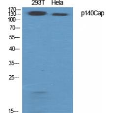 Anti-p140Cap antibody