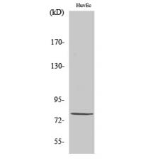 Anti-α-protein Kinase 1 antibody