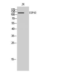 Anti-USP43 antibody