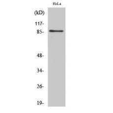 Anti-UTP14A antibody