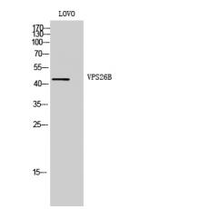 Anti-VPS26B antibody