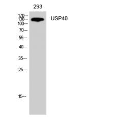 Anti-USP40 antibody