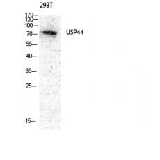 Anti-USP44 antibody