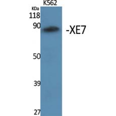 Anti-XE7 antibody