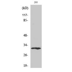 Anti-XRCC2 antibody
