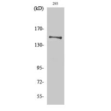 Anti-YEATS2 antibody