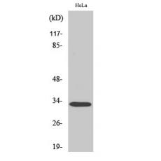 Anti-Rad GTPase antibody