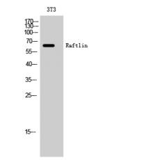 Anti-Raftlin antibody