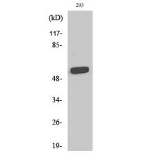 Anti-RAP1 antibody
