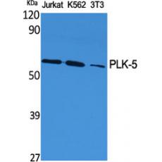 Anti-PLK-5 antibody