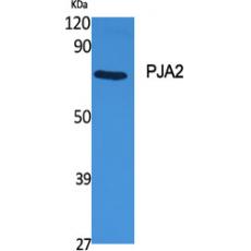 Anti-PJA2 antibody