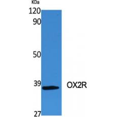 Anti-OX2R antibody