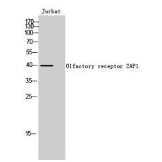 Anti-Olfactory receptor 2AP1 antibody