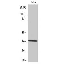 Anti-Olfactory receptor 2A4/7 antibody