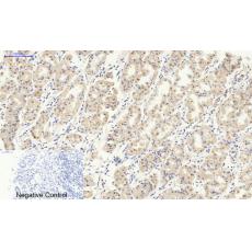 Anti-Smad2/3 antibody