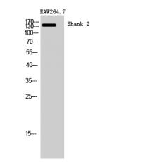 Anti-Shank 2 antibody