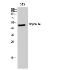 Anti-Septin 14 antibody