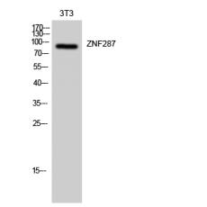 Anti-ZNF287 antibody