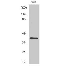 Anti-ZNF134 antibody