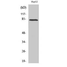 Anti-RBAK antibody