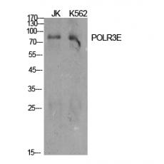Anti-POLR3E antibody