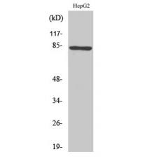 Anti-RhoBTB1/2 antibody