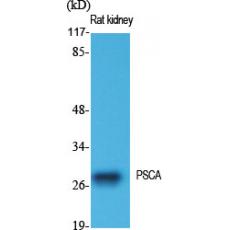 Anti-PSCA antibody