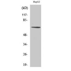 Anti-TAF II p68 antibody