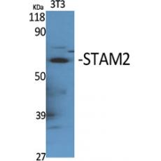 Anti-STAM2 antibody