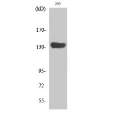 Anti-SCAF1 antibody