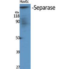 Anti-Separase antibody