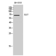 Anti-SLU7 antibody