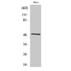 Anti-Septin 8 antibody