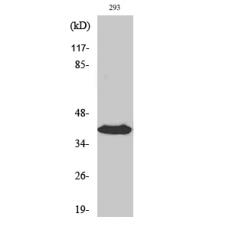 Anti-Septin 3 antibody