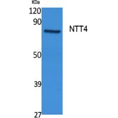 Anti-NTT4 antibody