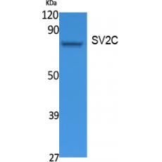 Anti-SV2C antibody